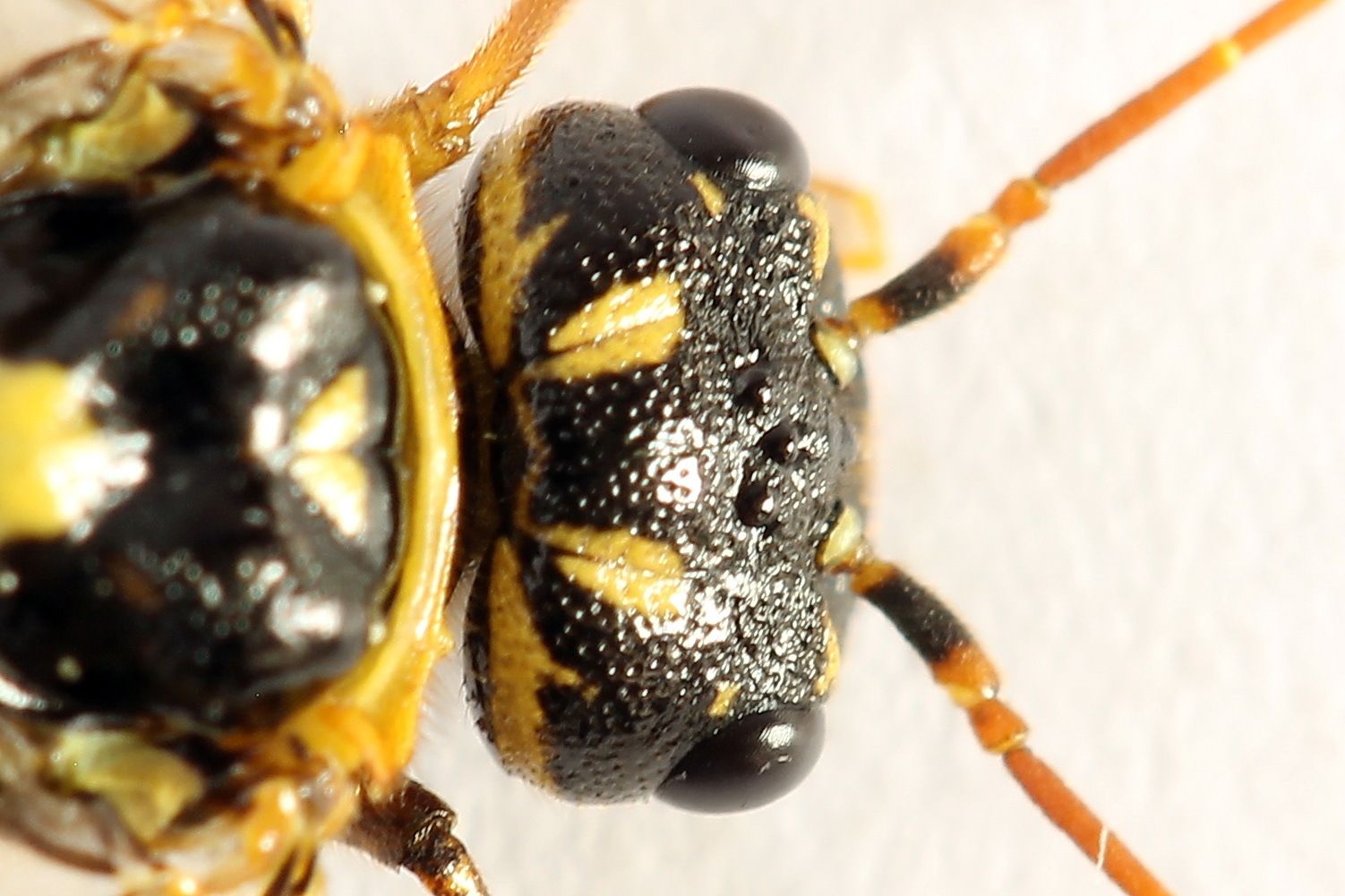 Cephalcia abietis