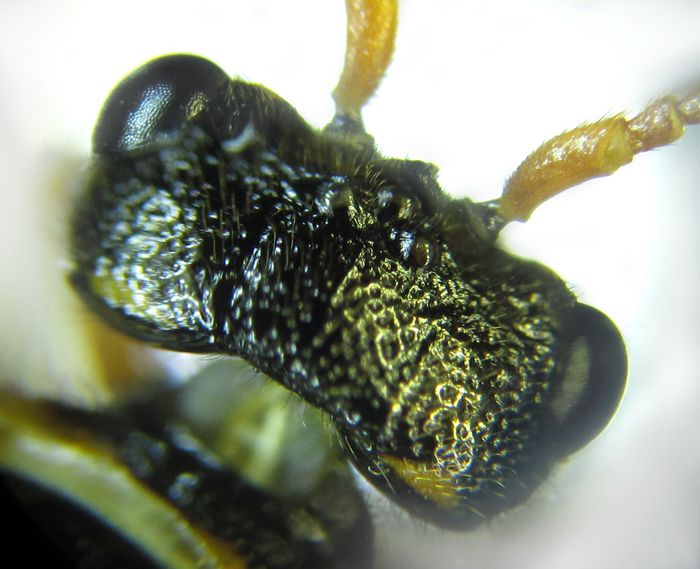 Cephalcia abietis