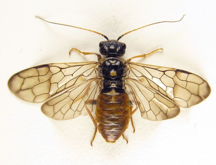 Cephalcia abietis