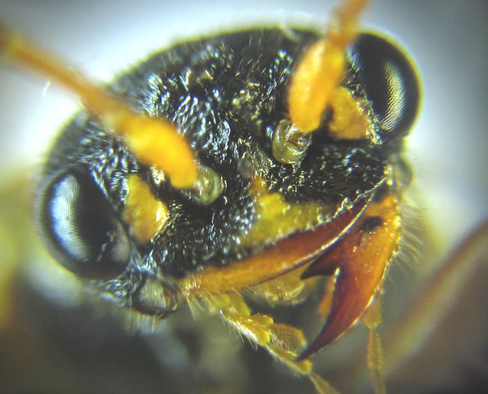 Cephalcia abietis