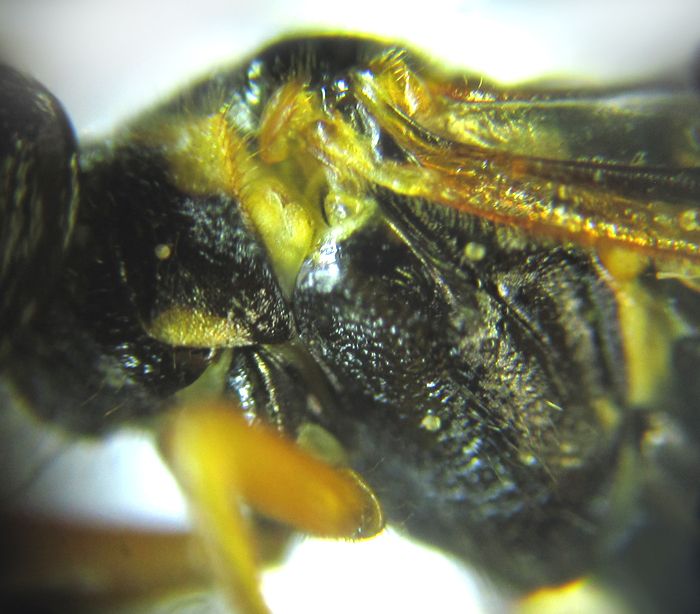Cephalcia abietis