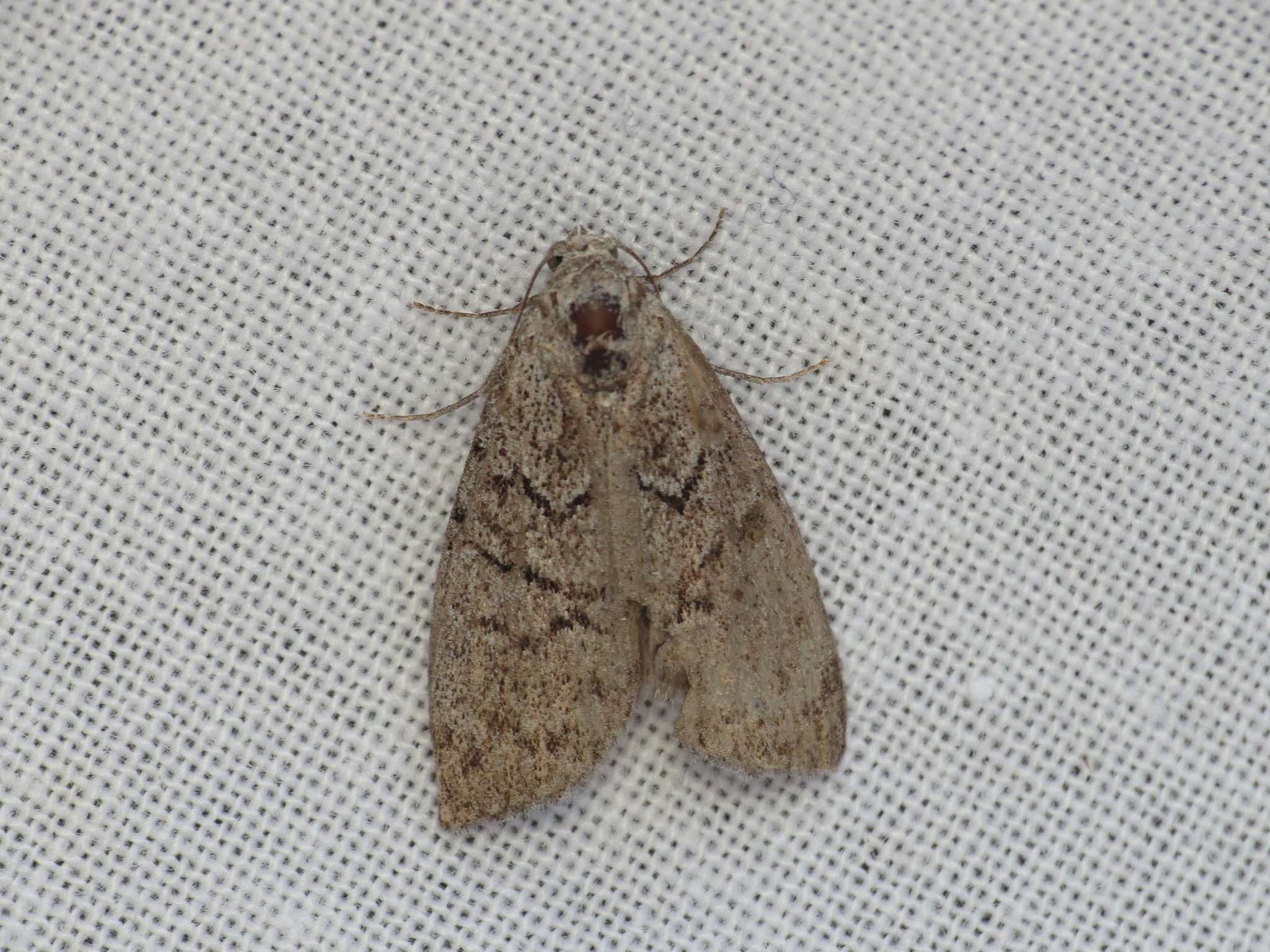 Uraba lugens