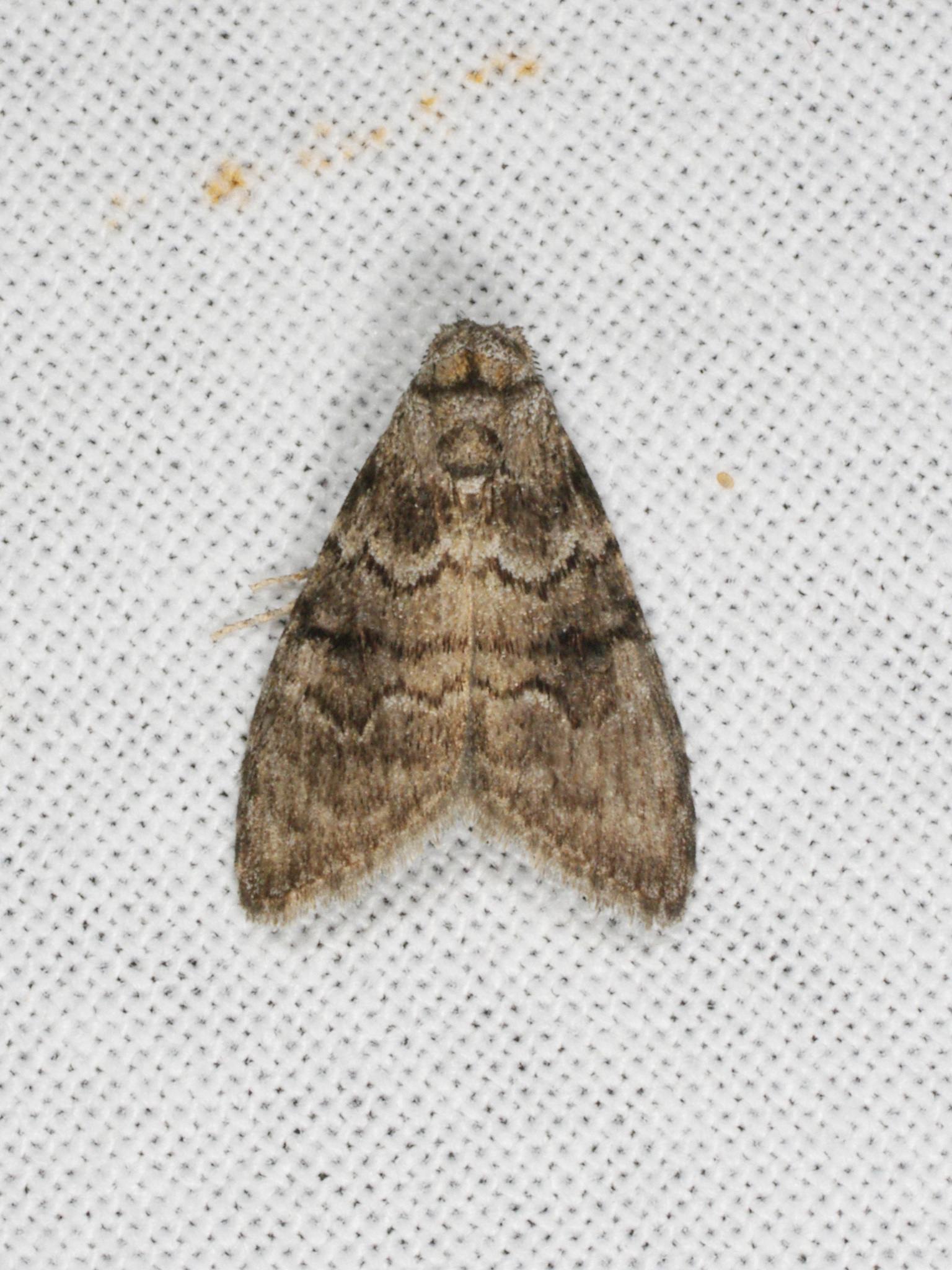 Uraba lugens