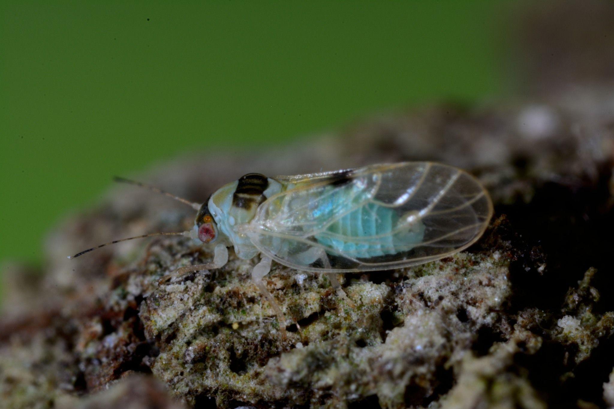 Cacopsylla bidens