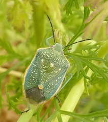 Chlorochroa sayi