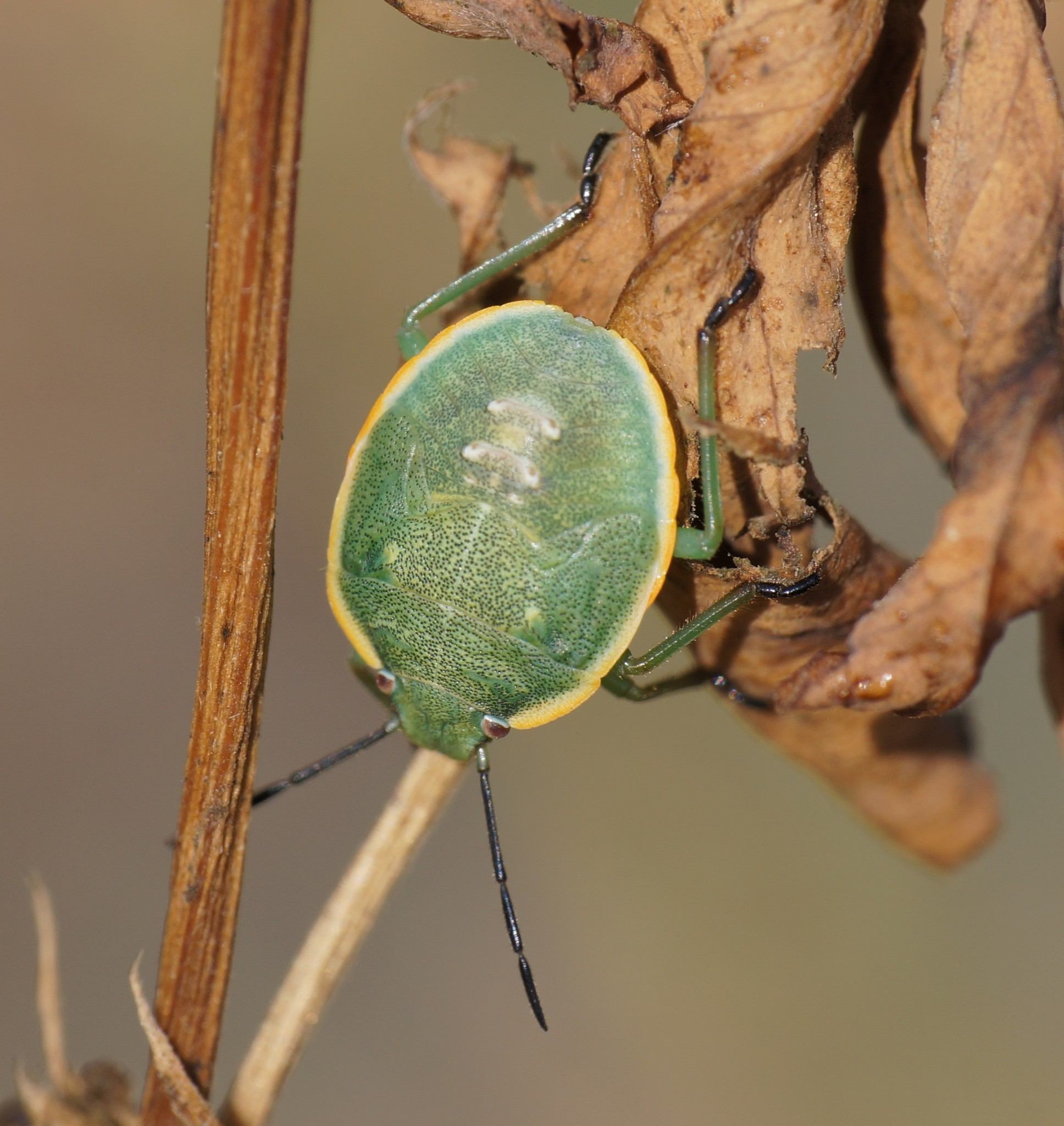 Chlorochroa sayi
