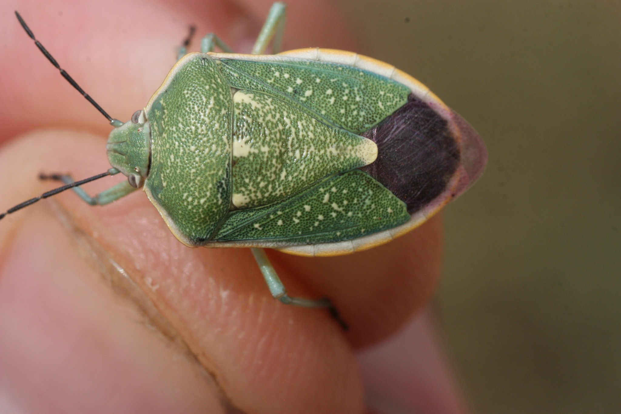 Chlorochroa sayi