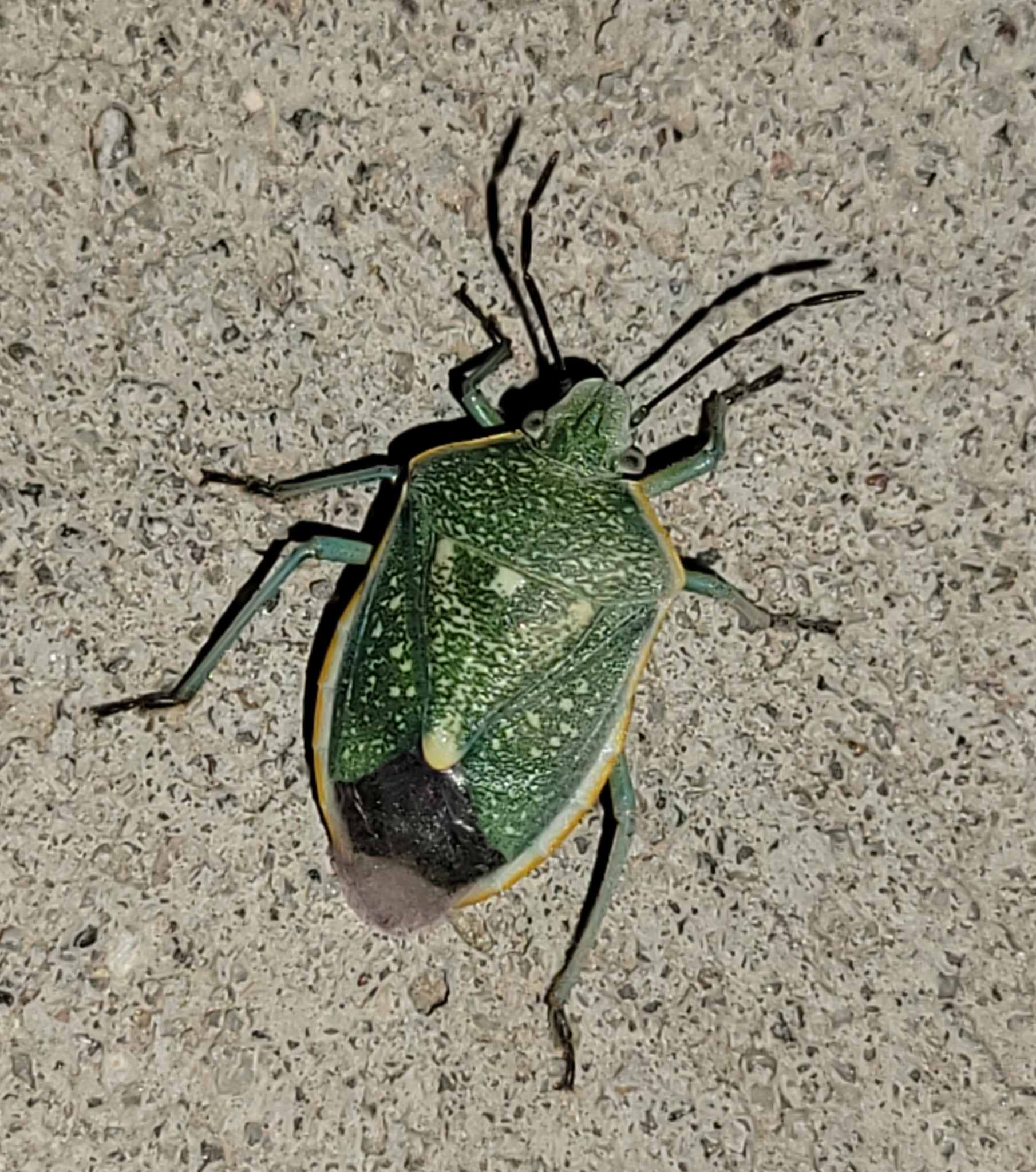 Chlorochroa sayi