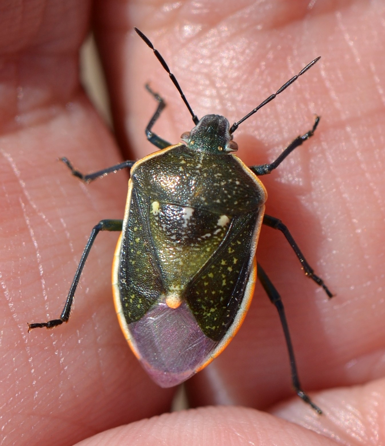 Chlorochroa sayi