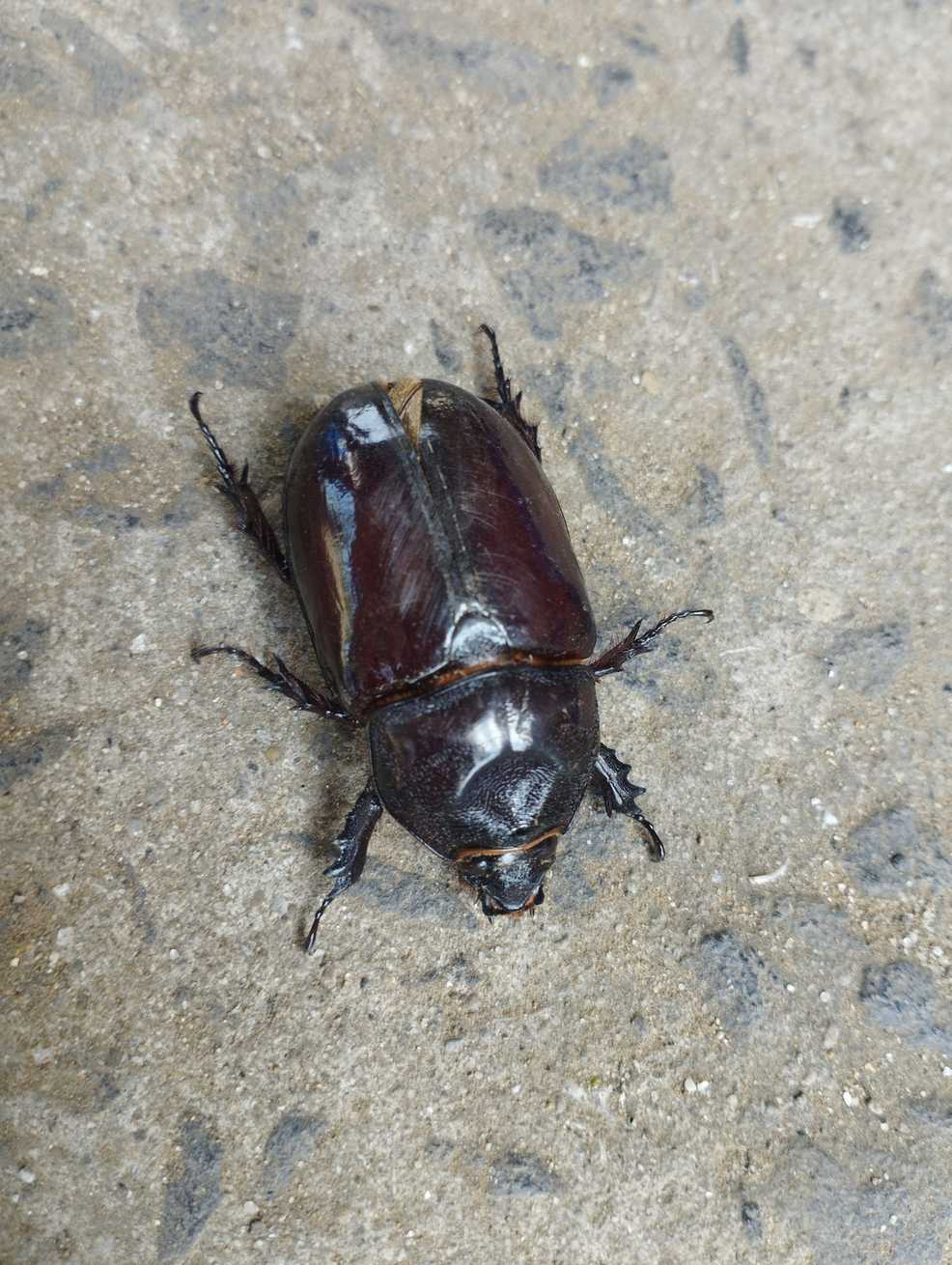Strategus jugurtha