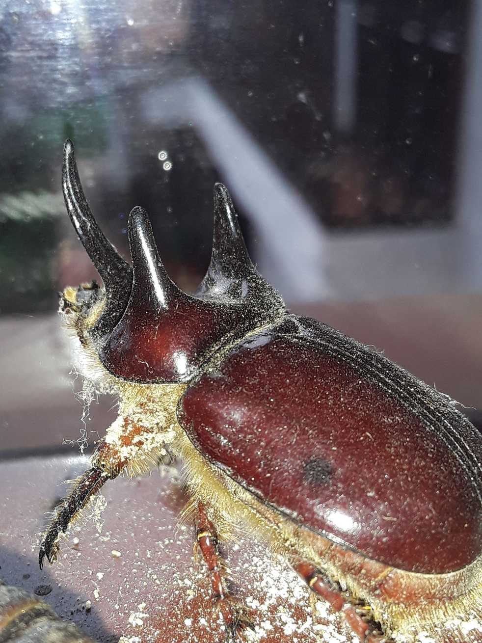 Strategus jugurtha