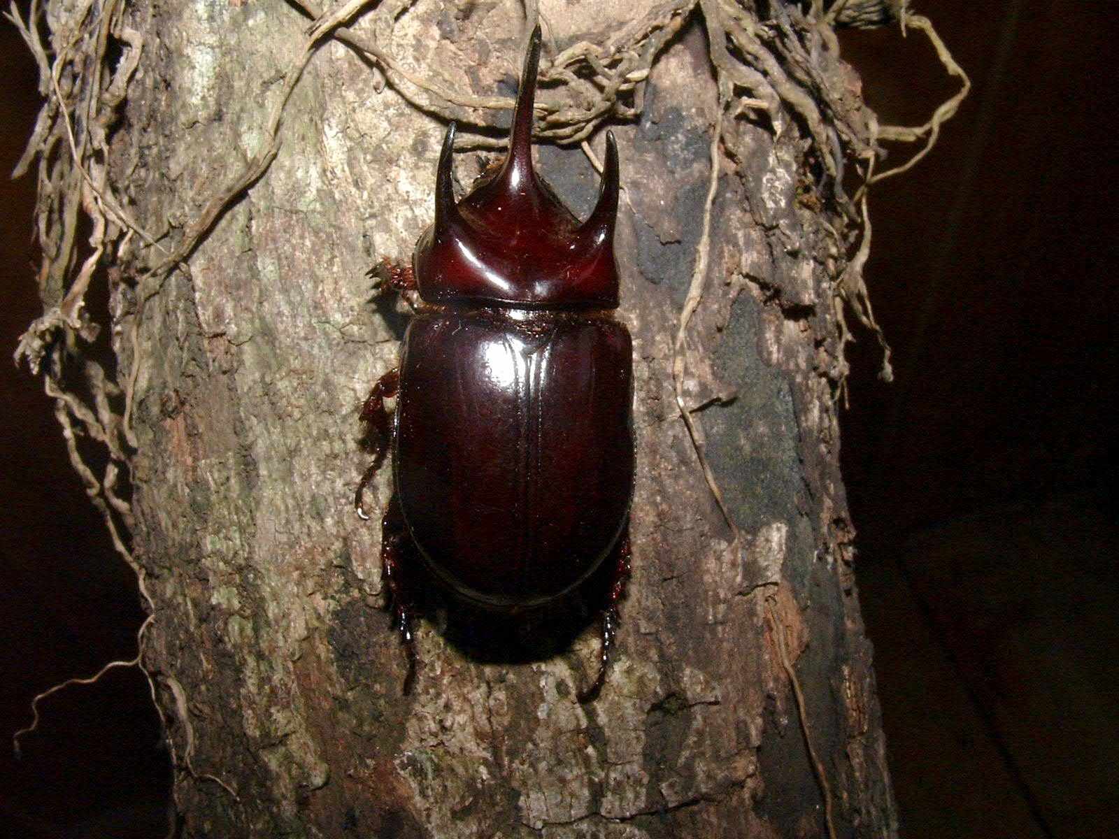 Strategus jugurtha