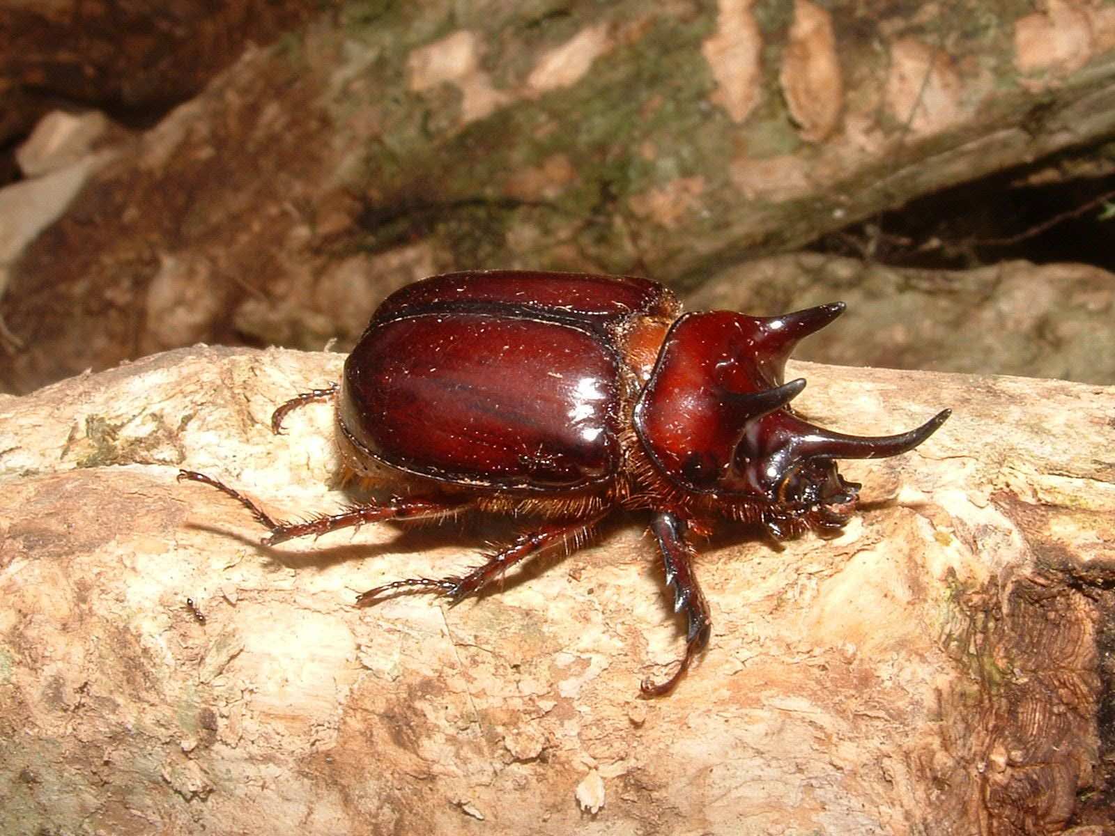 Strategus jugurtha