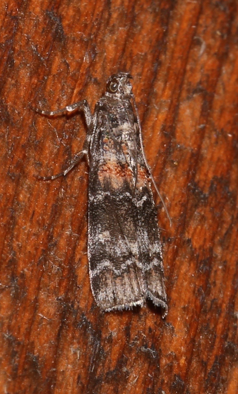 Dioryctria zimmermani