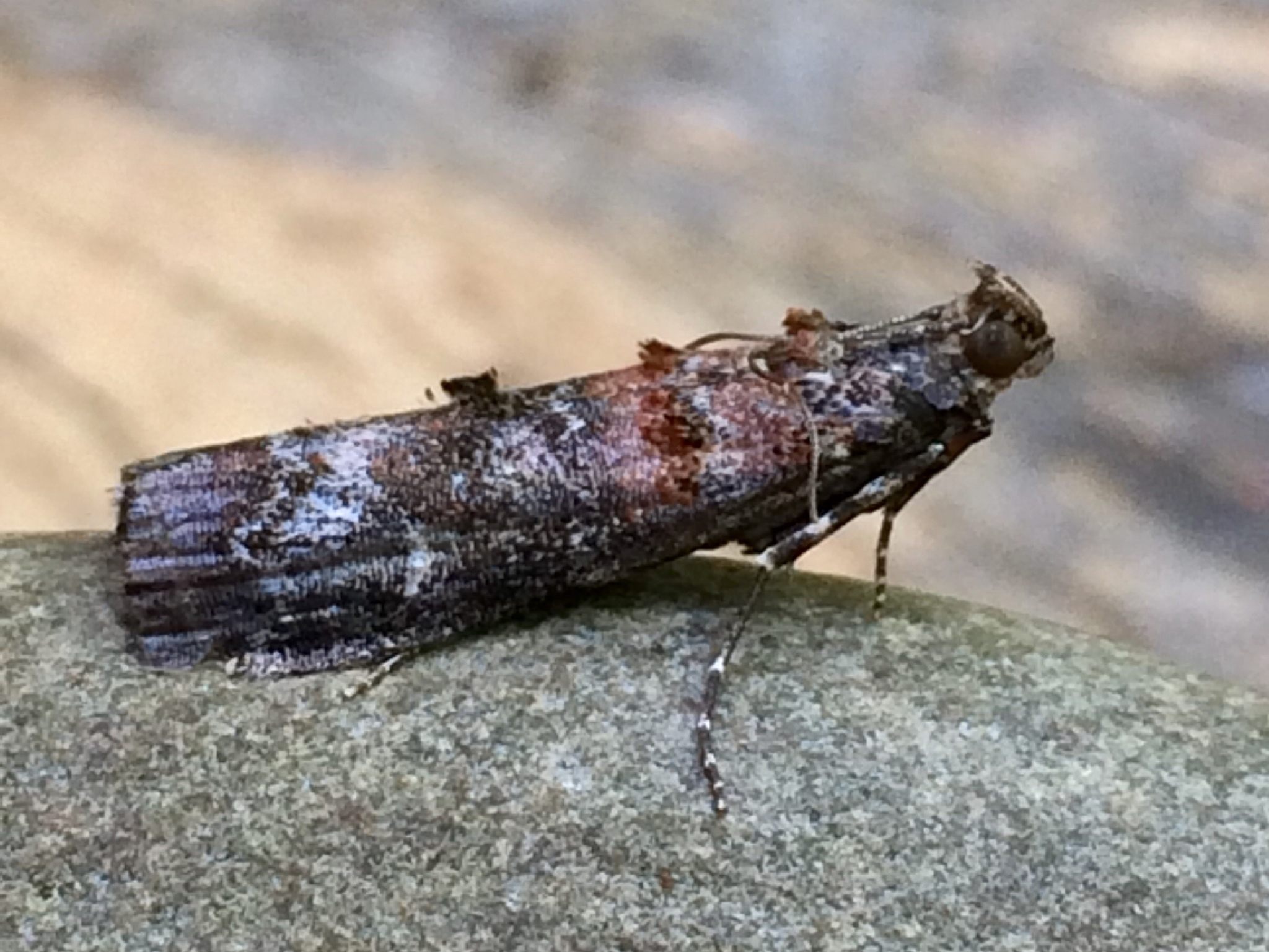 Dioryctria zimmermani