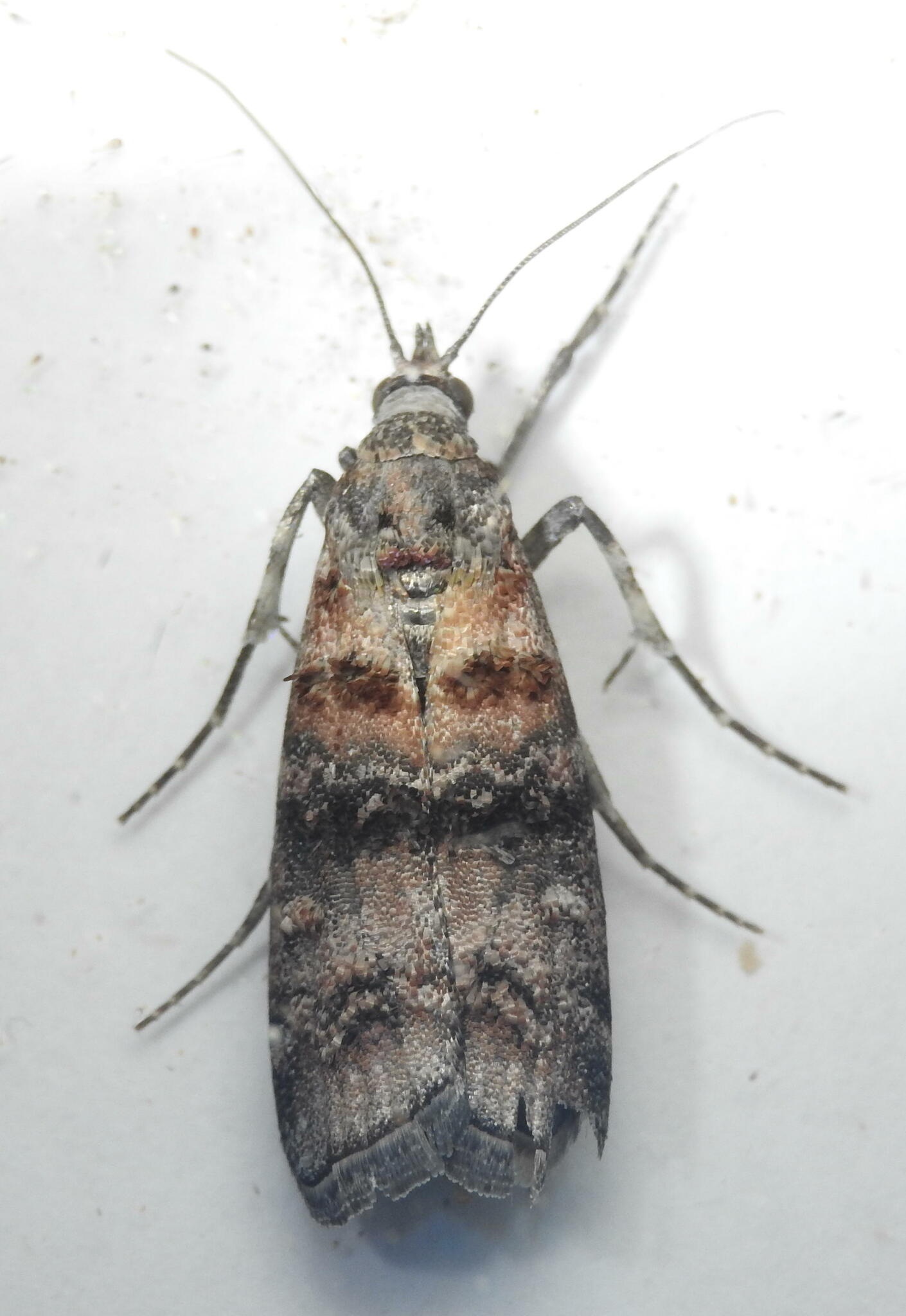 Dioryctria zimmermani