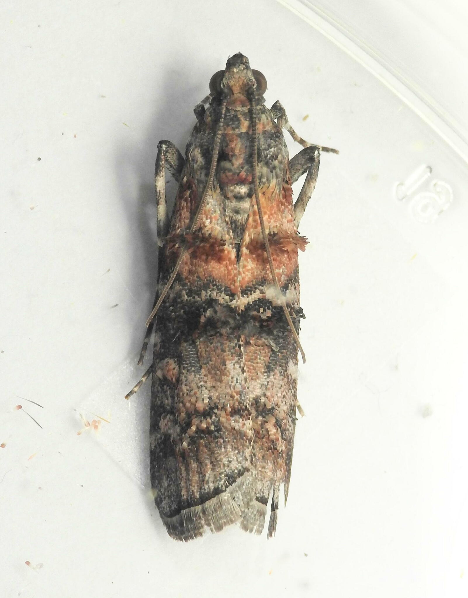 Dioryctria zimmermani
