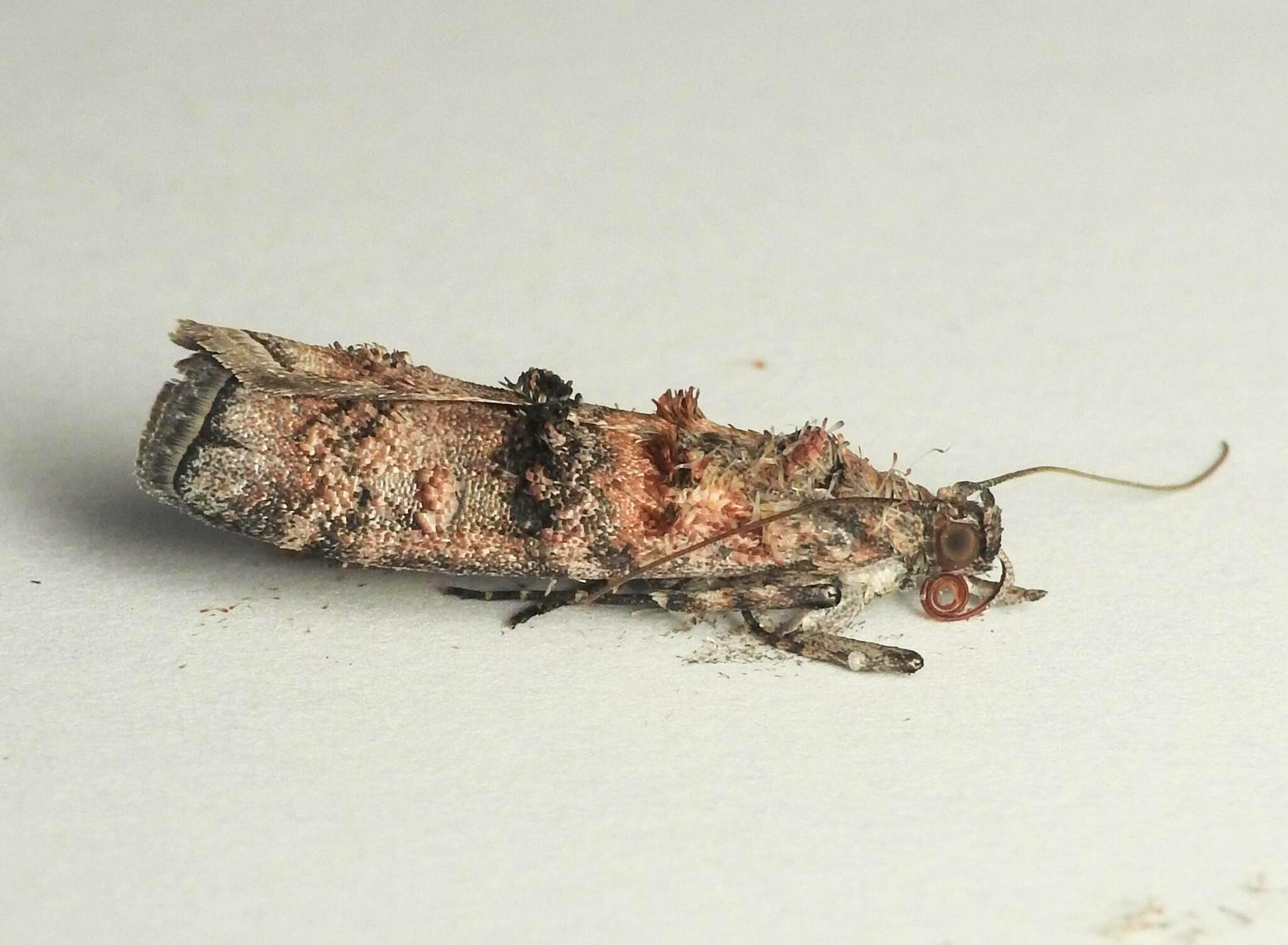 Dioryctria zimmermani