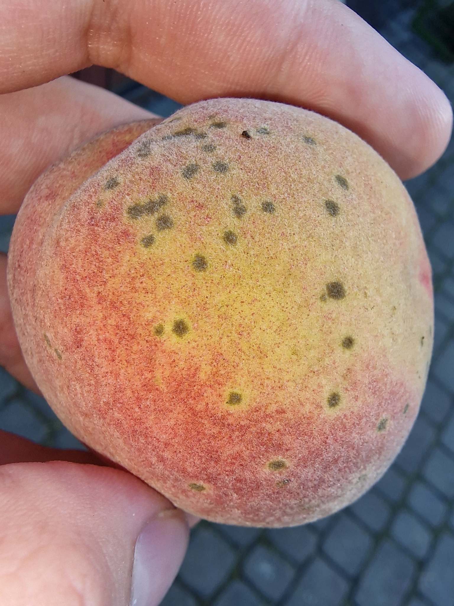 Venturia carpophila