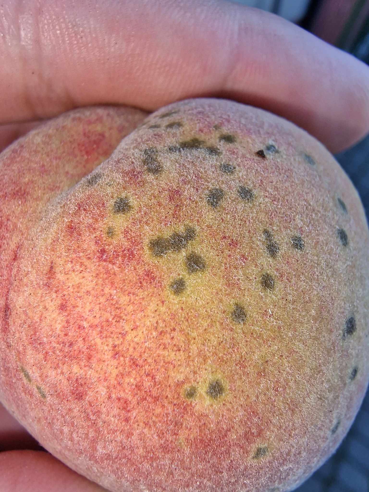 Venturia carpophila