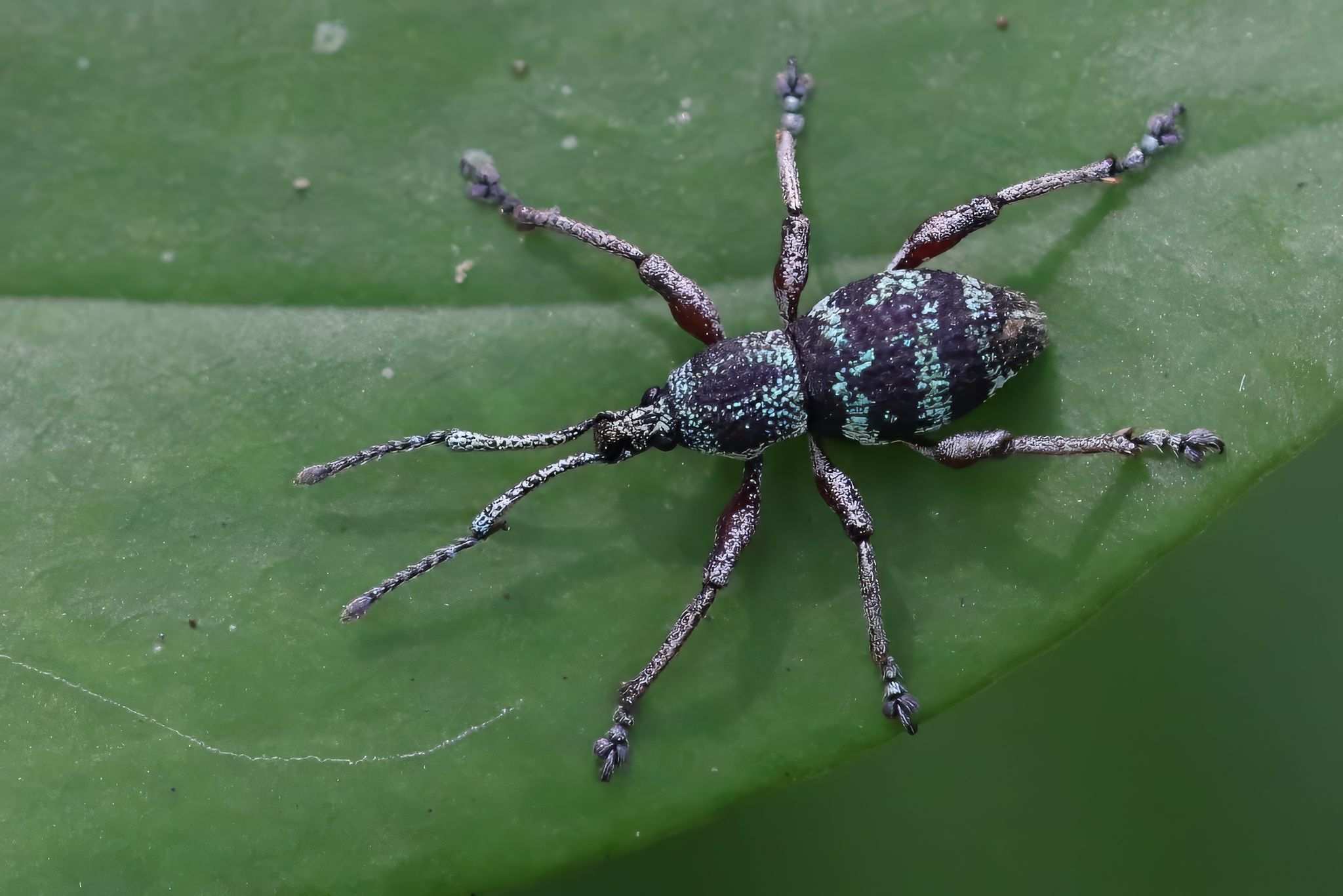 Coptorhynchus