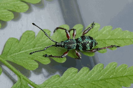 Coptorhynchus