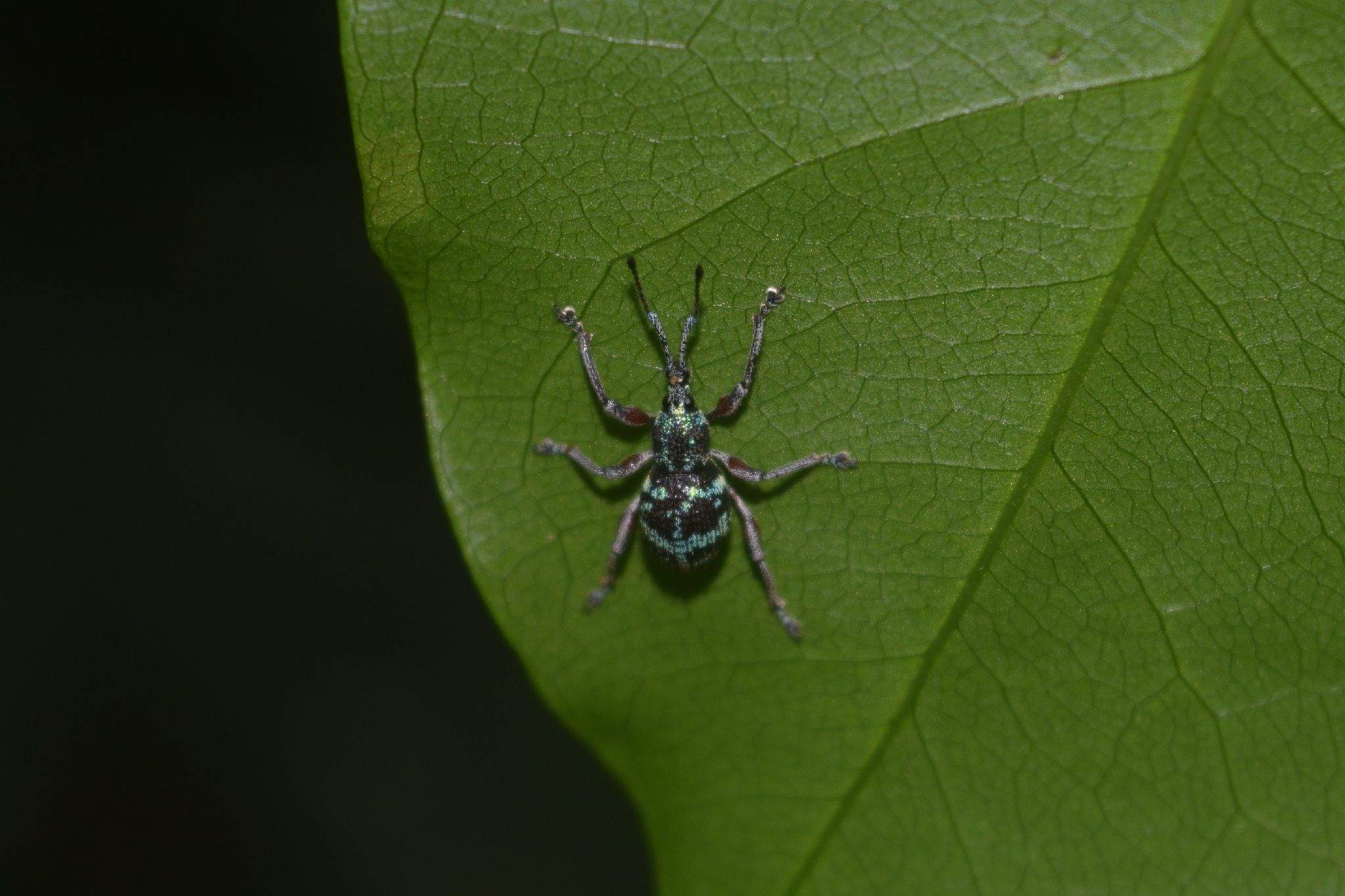 Coptorhynchus