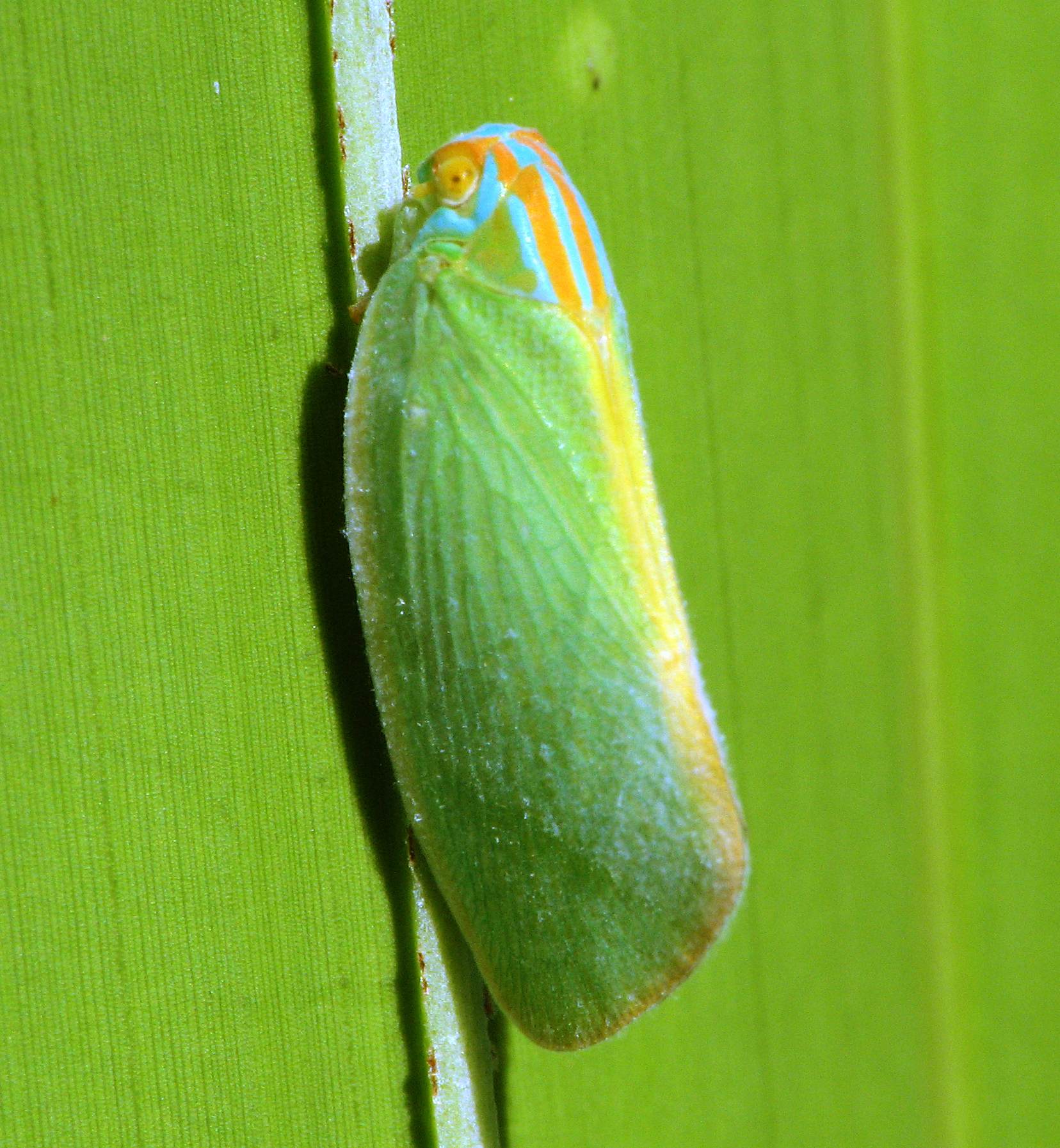 Ormenaria rufifascia