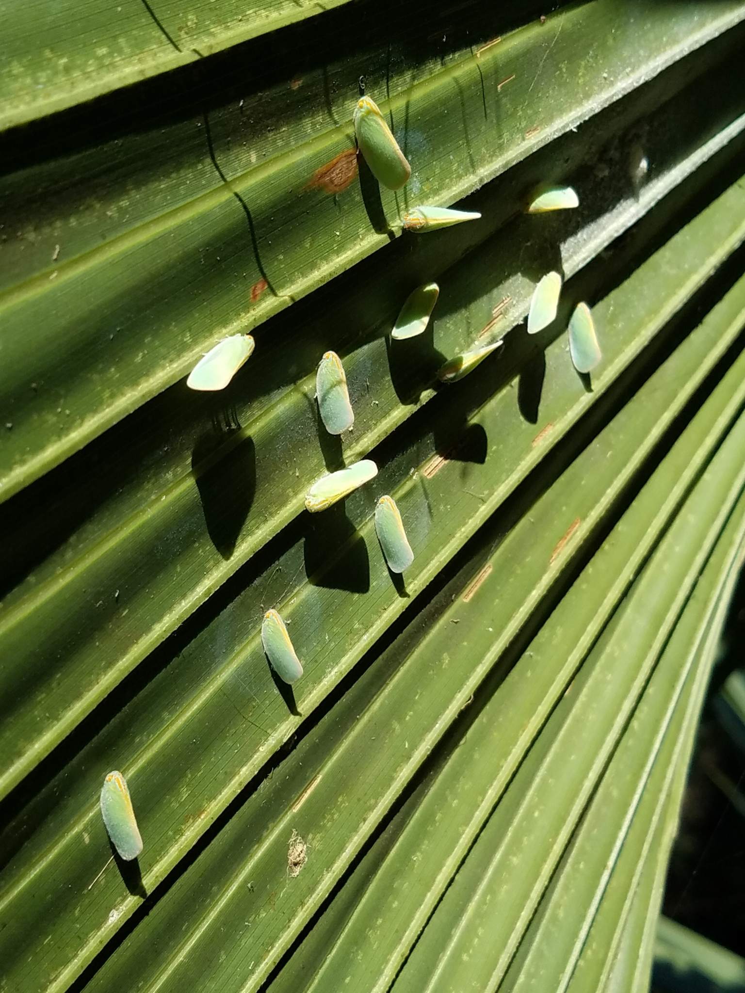 Ormenaria rufifascia