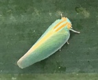 Ormenaria rufifascia