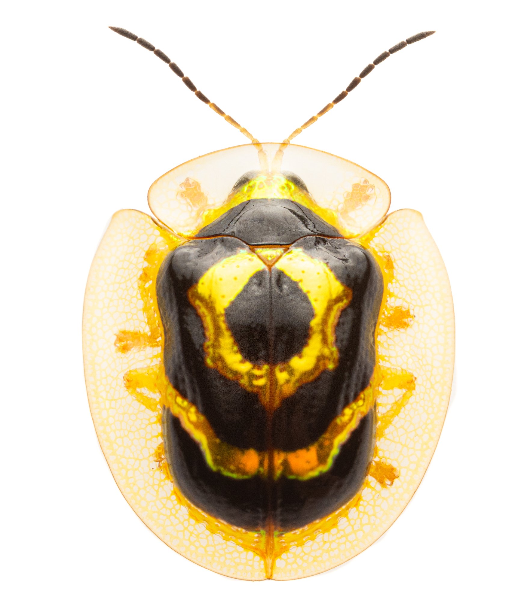 Ischnocodia annulus