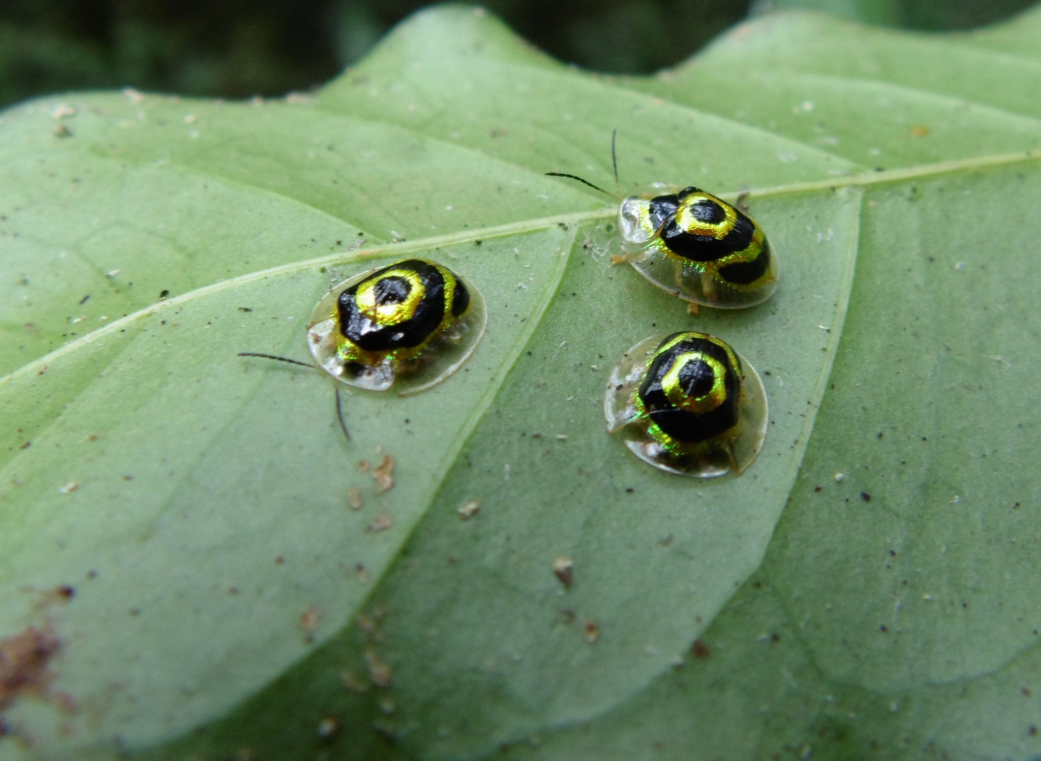 Ischnocodia annulus