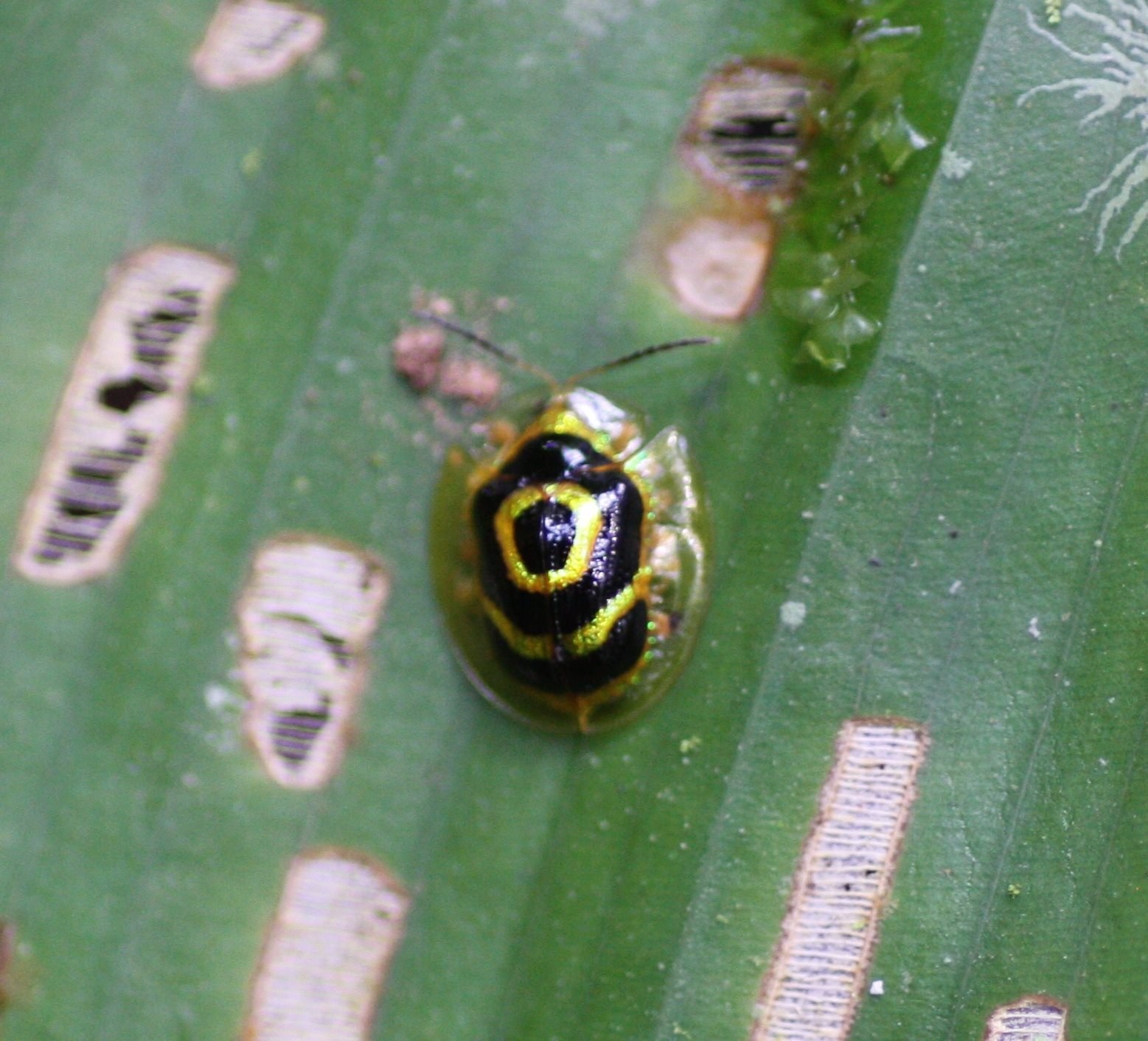 Ischnocodia annulus
