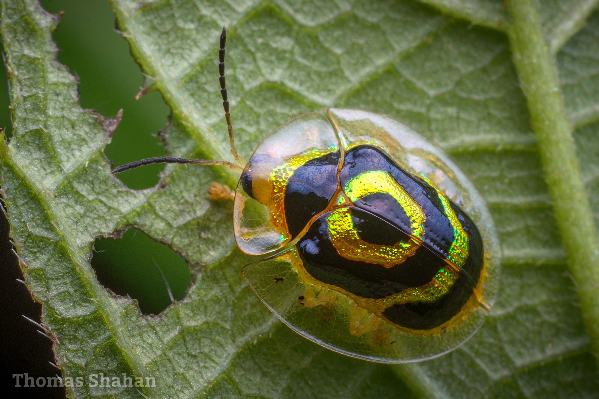 Ischnocodia annulus