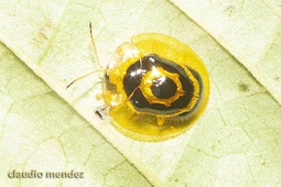 Ischnocodia annulus