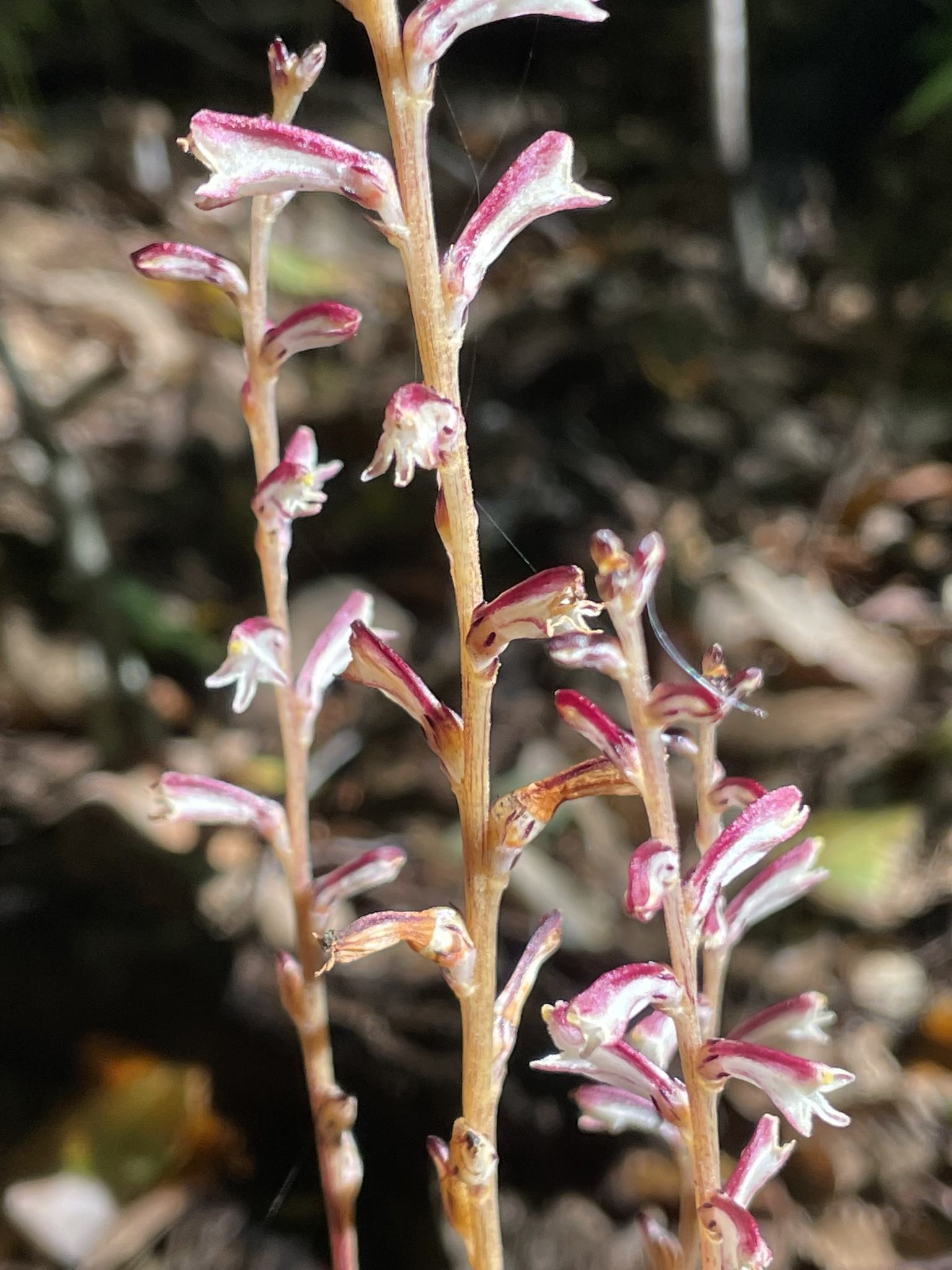 Orobanche