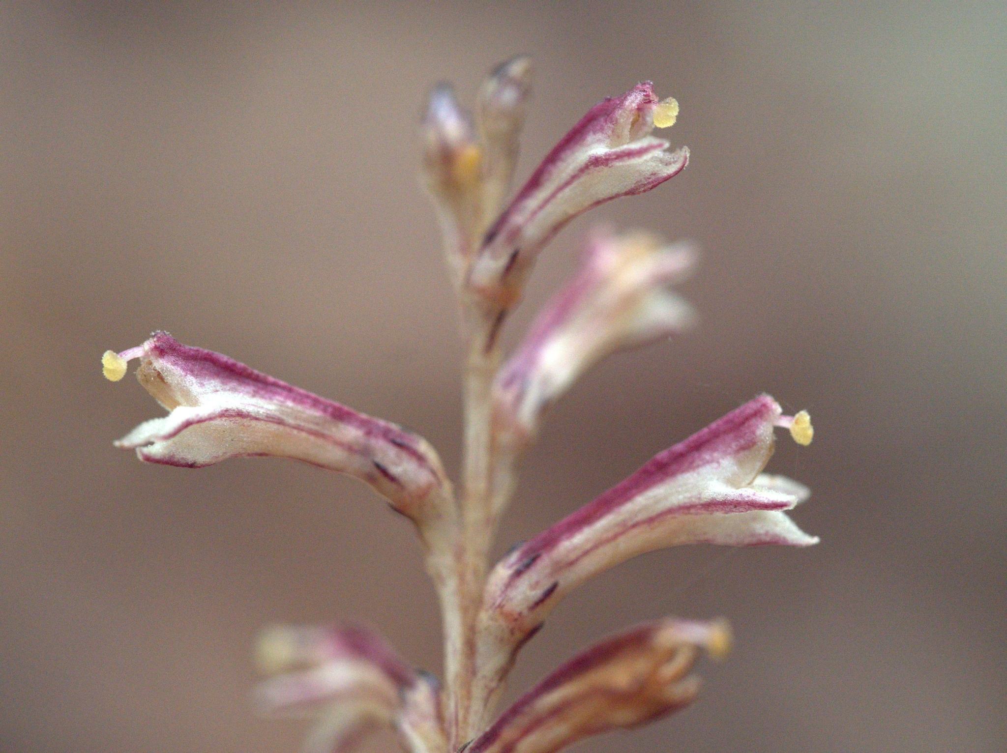 Orobanche
