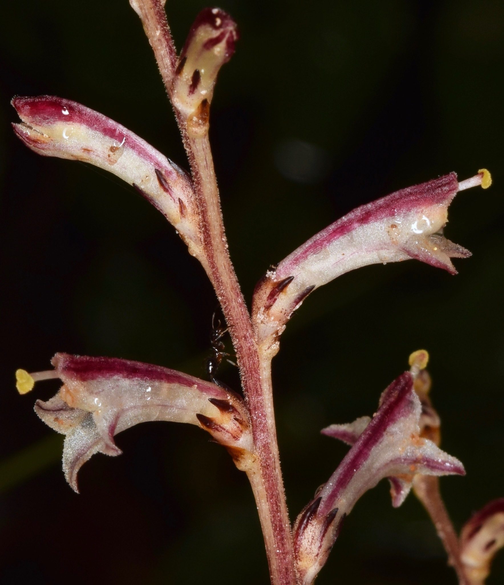 Orobanche