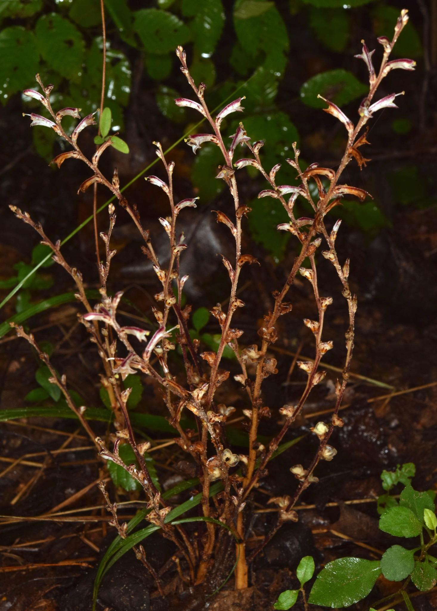 Orobanche