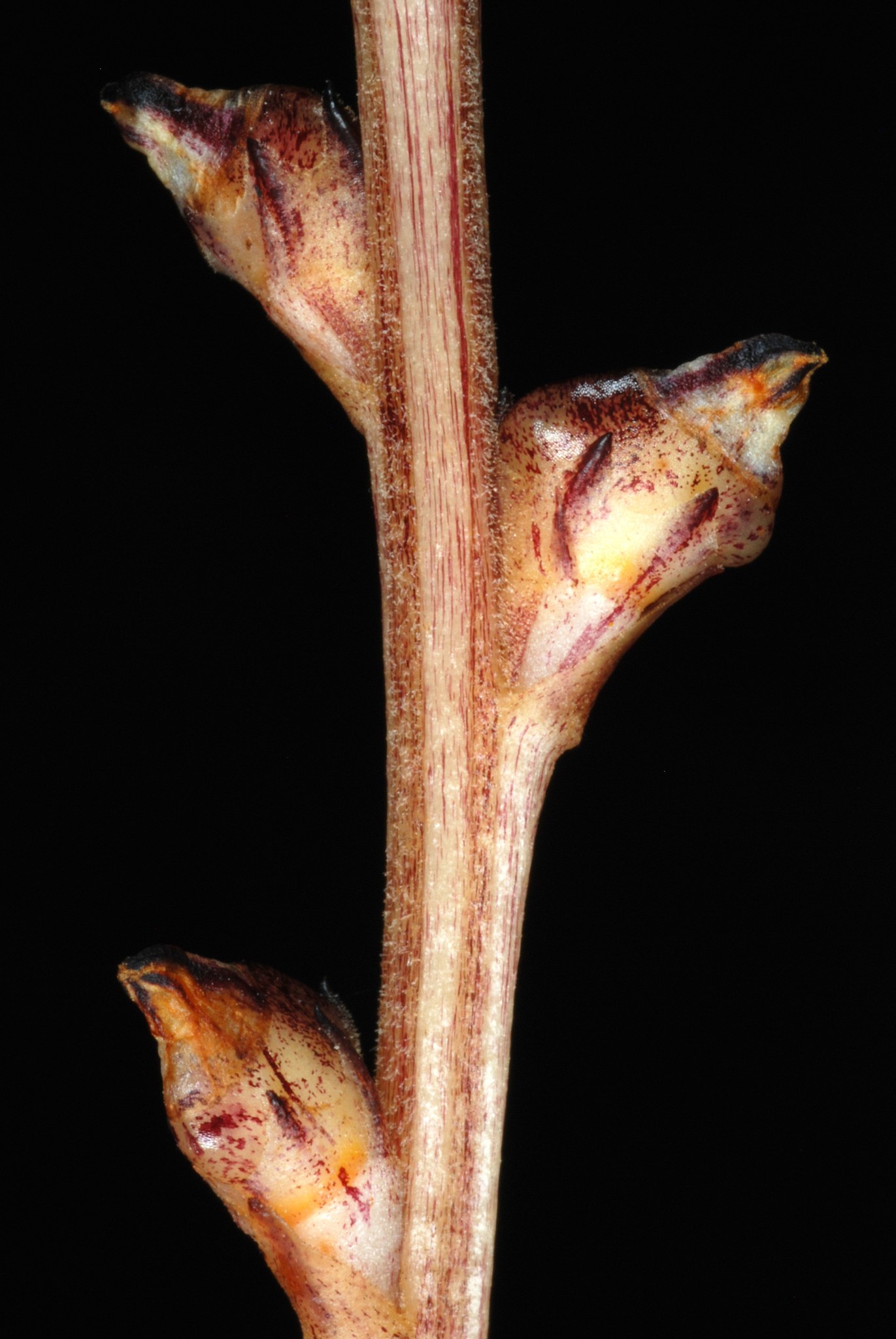 Orobanche