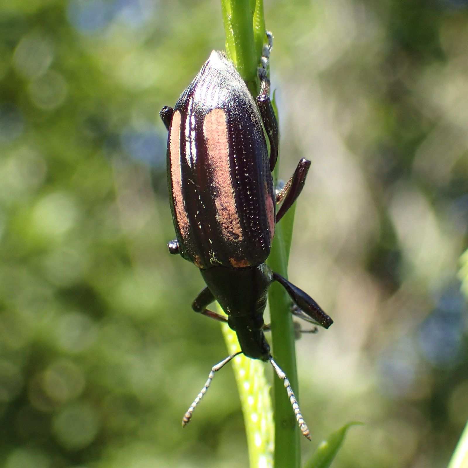 Exophthalmus vittatus