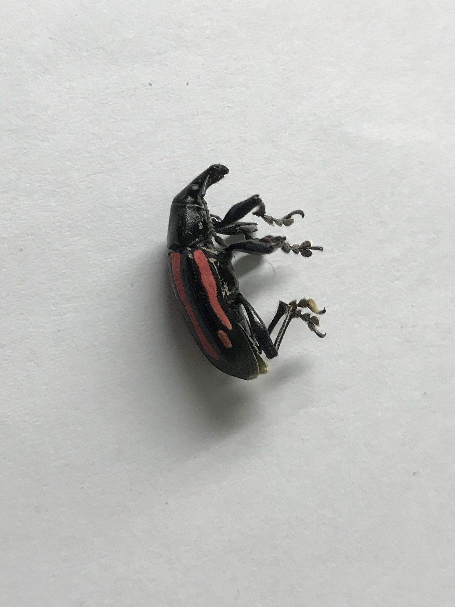 Exophthalmus vittatus