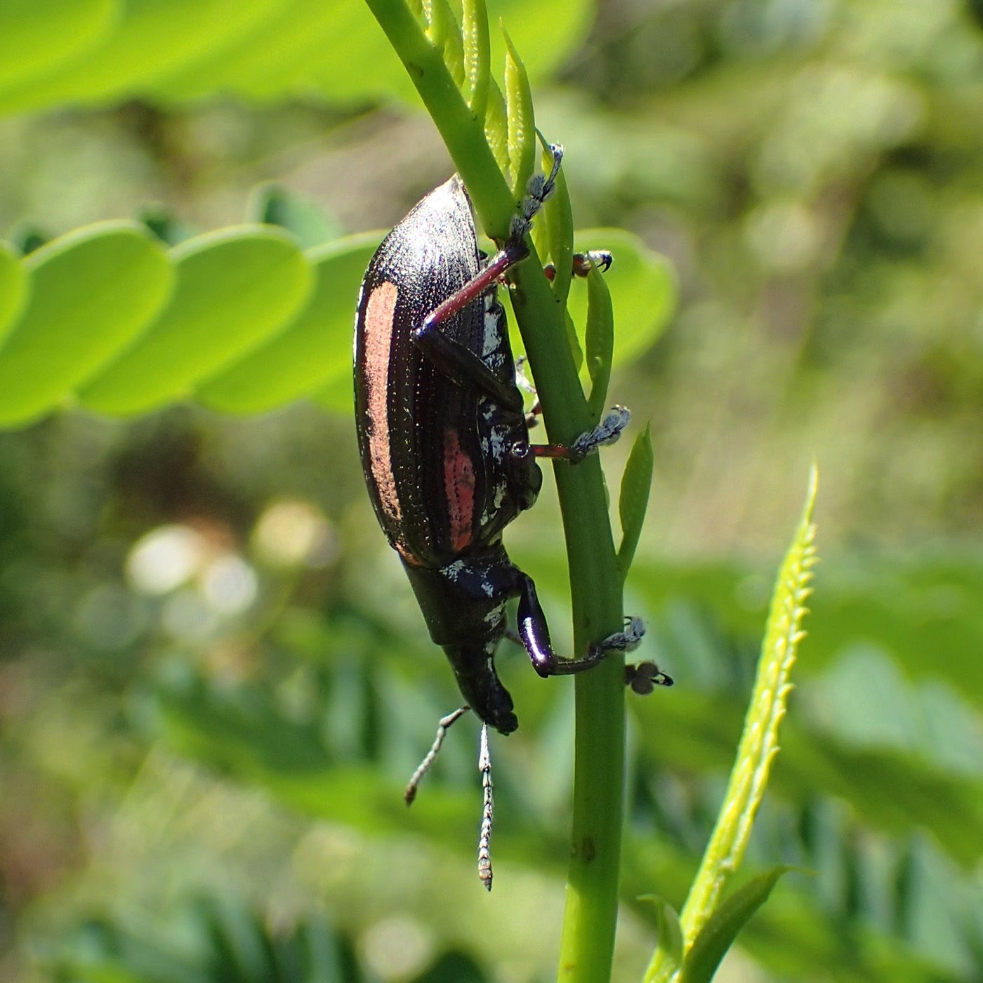Exophthalmus vittatus