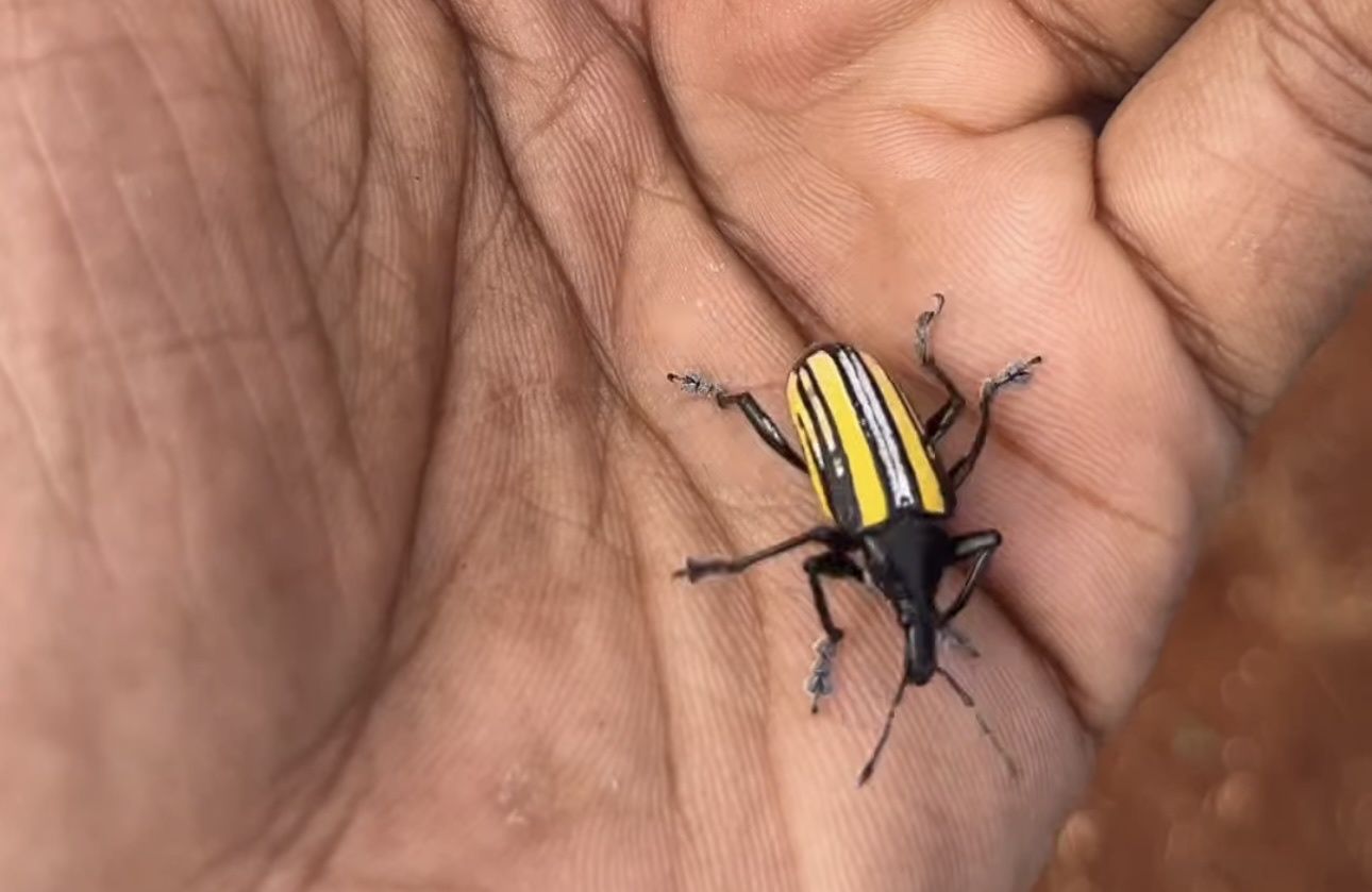 Exophthalmus vittatus