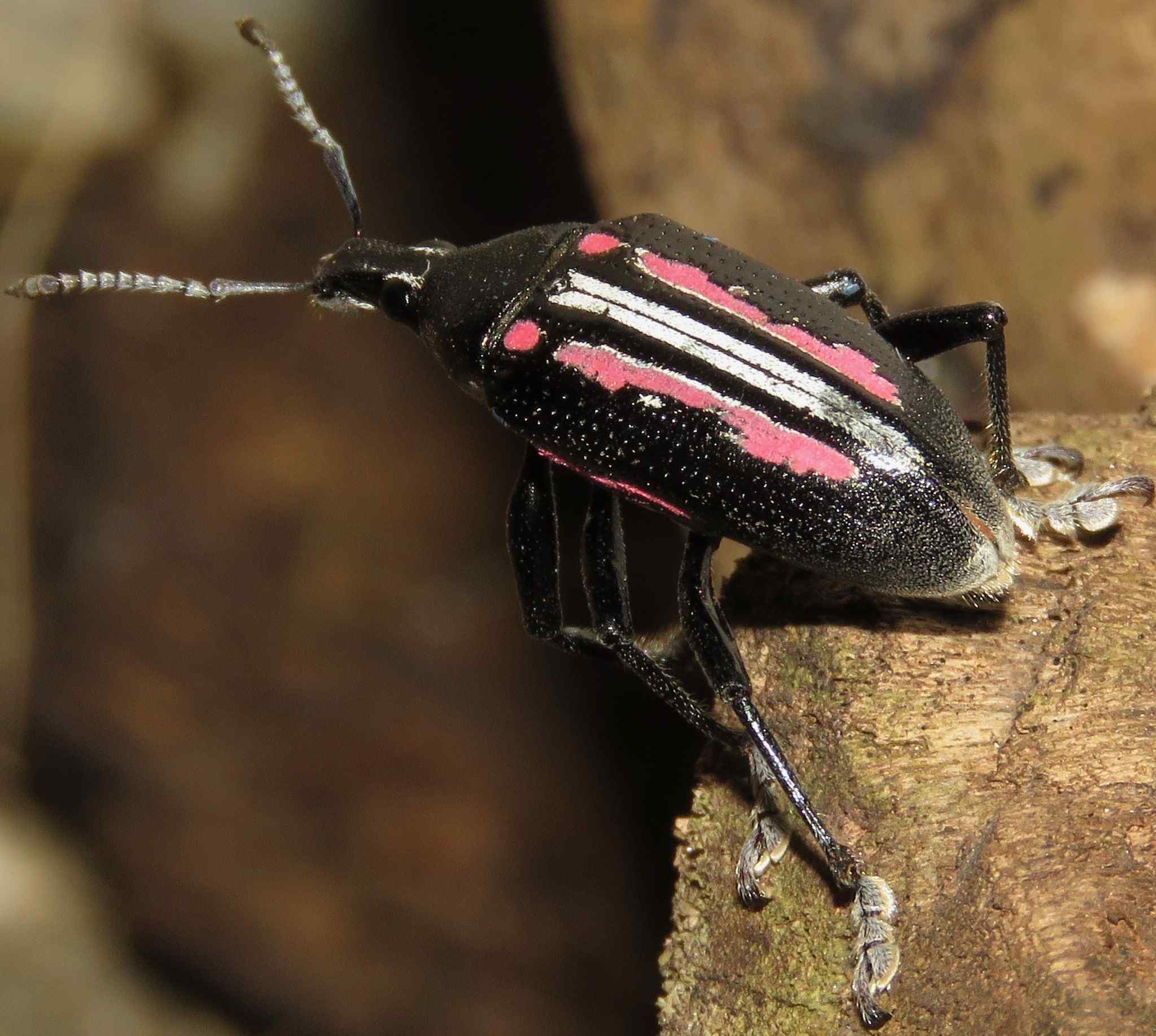 Exophthalmus vittatus