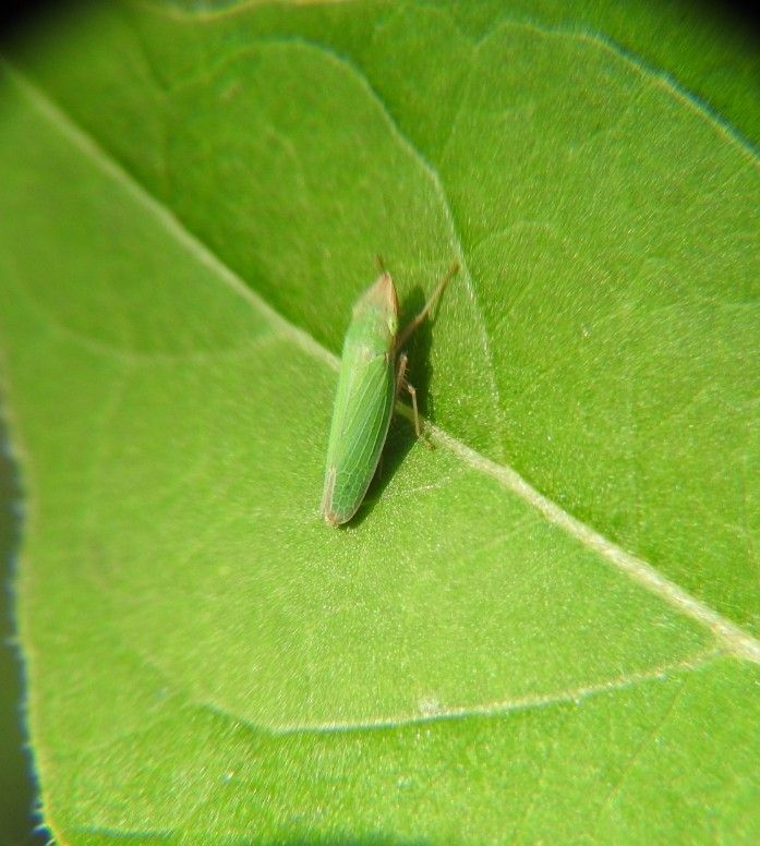 Draeculacephala soluta