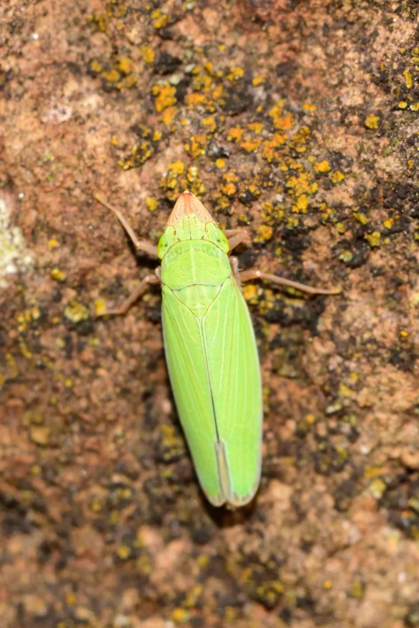 Draeculacephala soluta