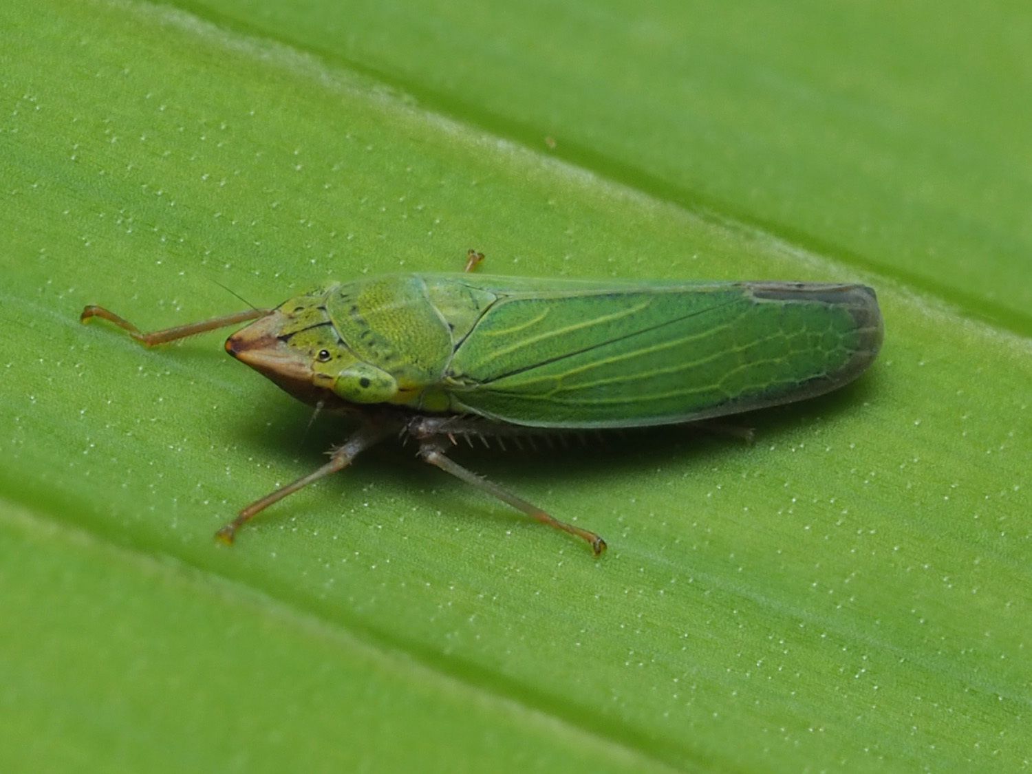 Draeculacephala soluta