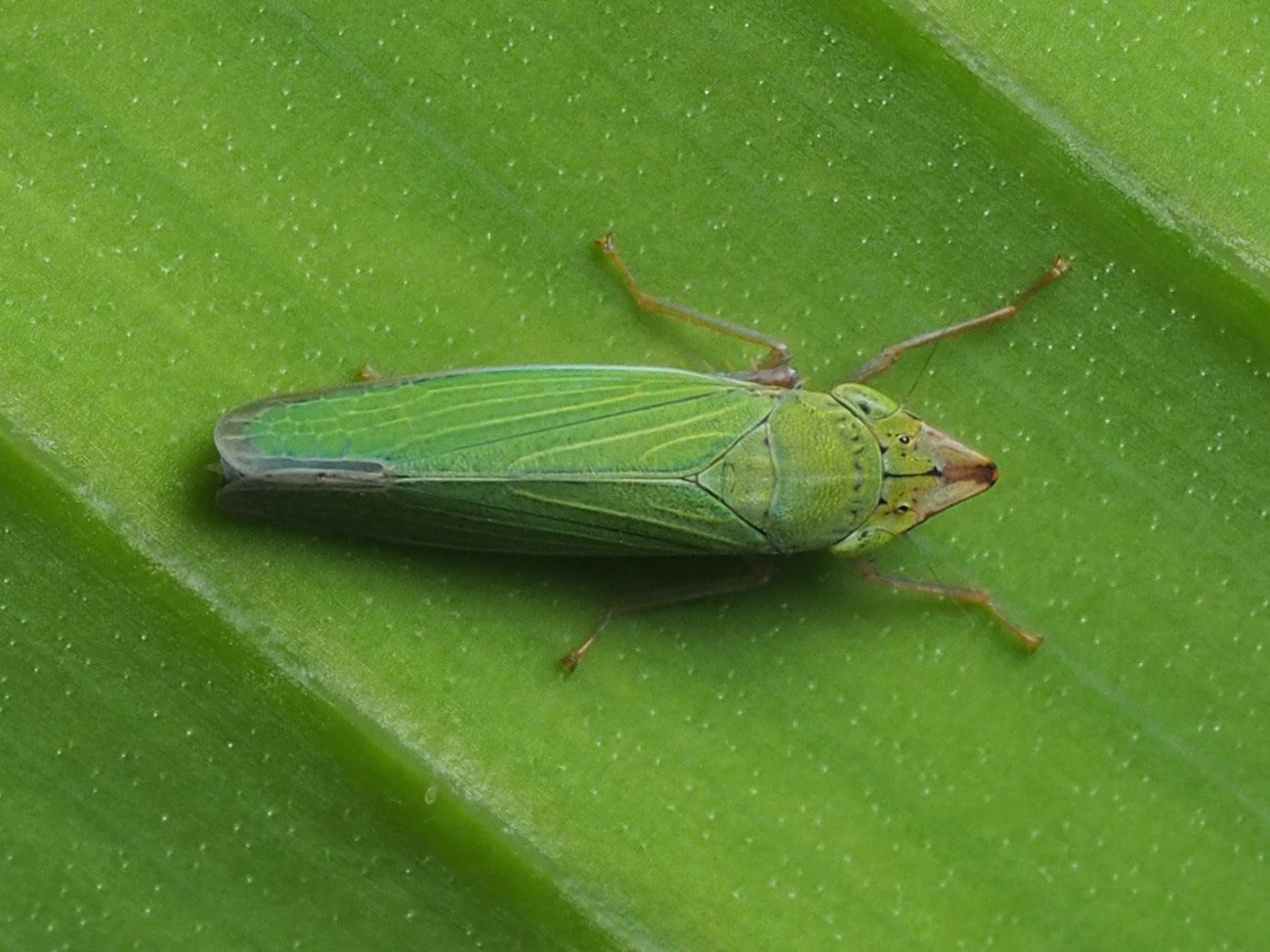 Draeculacephala soluta