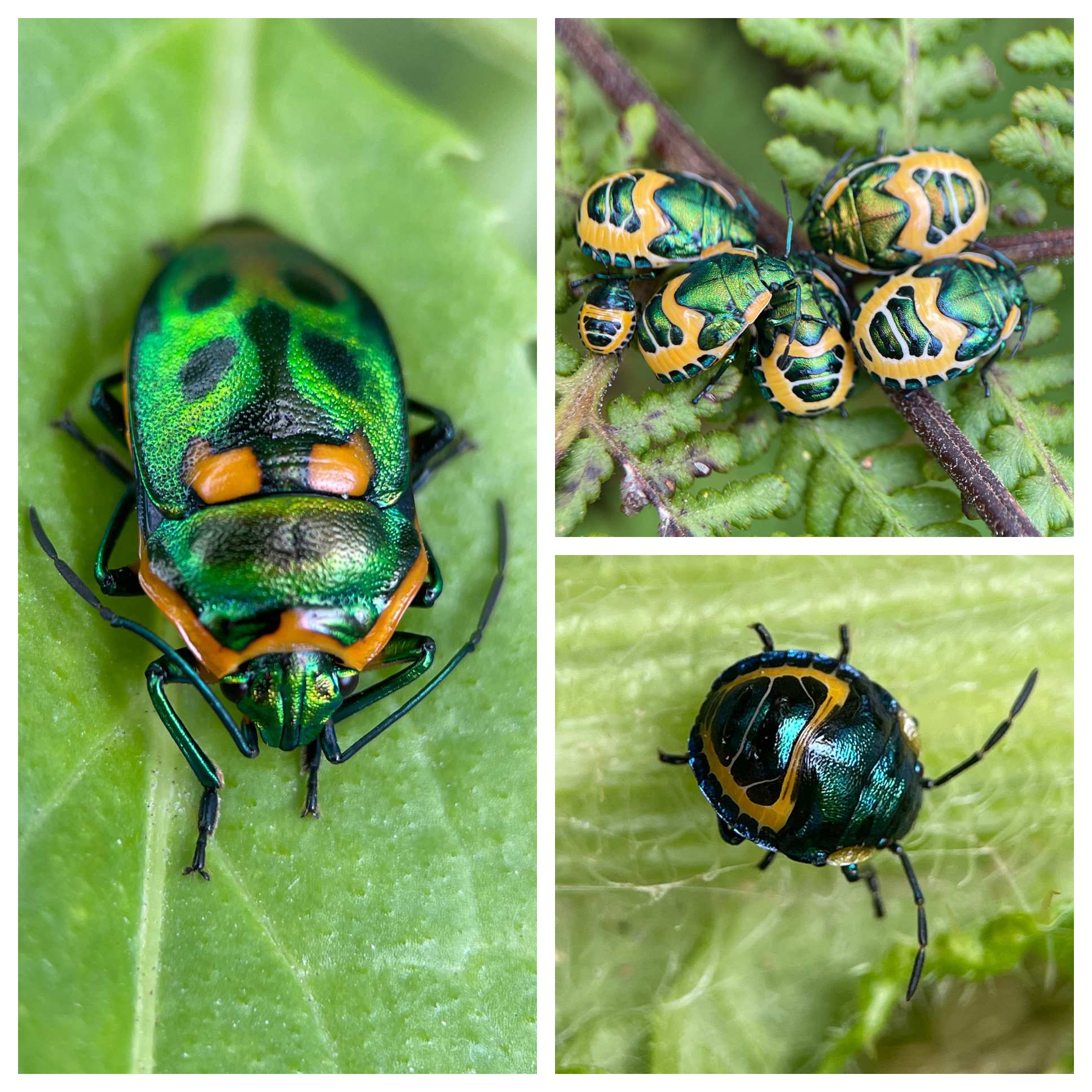 Scutiphora pedicellata